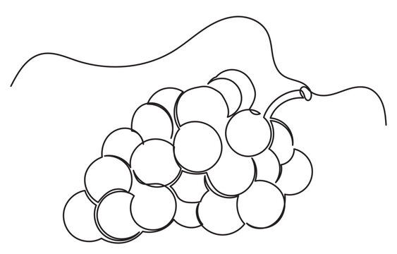 One continuous line drawing of a grape bunch, minimalist and clean. A simple, line art grape isolated on a white background vegan symbol in linear doodle style. Great for organic food designs vector.