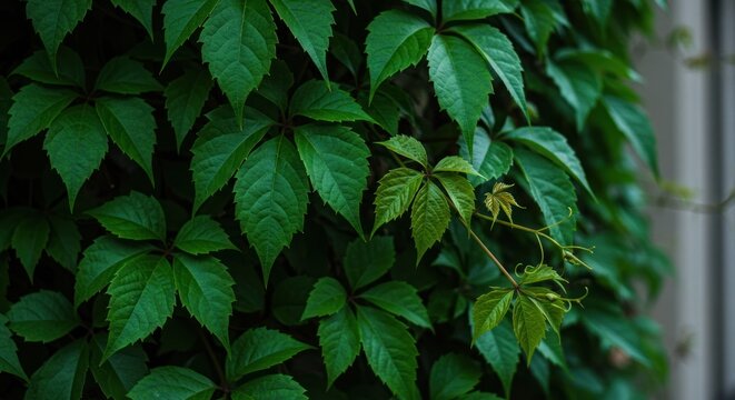 Green leaves cover a vertical surface creating a dense foliage pattern. - Powered by Adobe