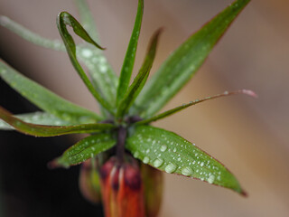 Water Drops on Fritillaria Leaves