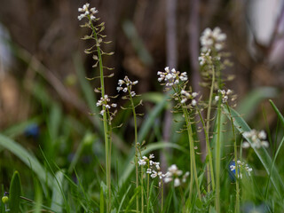 Tiny White Wildflowers in a Spring Meadow