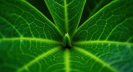 Close-up of a vibrant green leaf showing its veins and central bud.