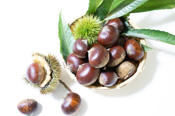 ザルに盛られた栗と毬栗の写真