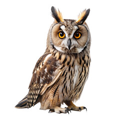Fototapeta premium long eared owl PNG, transparent background 