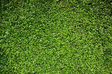 green grass background