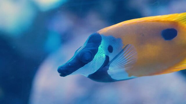 Colorful Foxface Rabbitfish swimming in aquarium, showcasing unique patterns and textures in serene underwater marine nature scene.