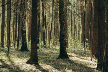 Morning spring colorful sunny forest