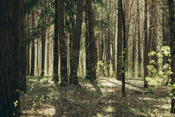 Morning spring colorful sunny forest