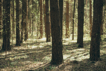 Morning spring colorful sunny forest