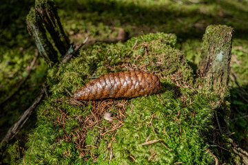 Pine cones on a tree trunk with moss