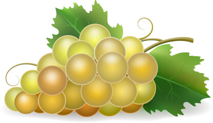 White grape 3d bunch