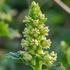 Nodding dragonhead in nature, medicinal nectar.
