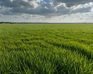 Fototapeta premium Serene Green Field Under a Dramatic Sky Nature's Peaceful Panorama
