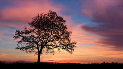 Obraz premium Silhouette tree nature sunset landscape background beautiful sky scenic outdoor evening dawn dusk horizon 100