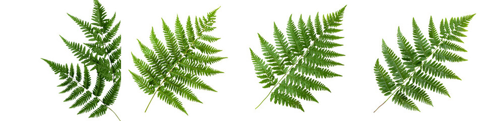 Green fern leaves in nature.