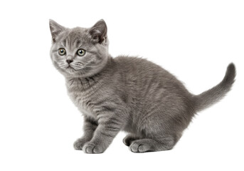 Obraz premium Gray kitten, alert pose