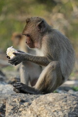 Macaque Primate Monkey Travel Thailand