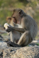 Macaque Primate Monkey Travel Thailand