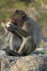 Macaque Primate Monkey Travel Thailand