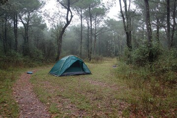 Foggy forest campsite with tent