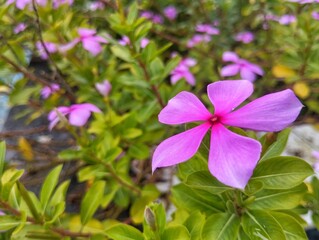 Rose Periwinkle (Catharanthus roseus) flower blossom in outdoor garden 