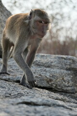 Macaque Primate Monkey Travel Thailand