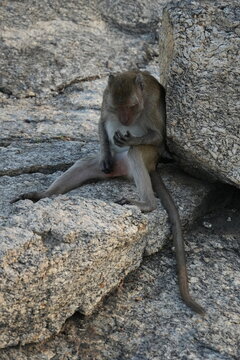 Macaque Primate Monkey Travel Thailand