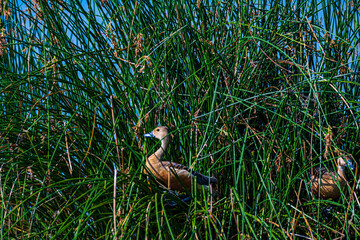 wild duck in the grass