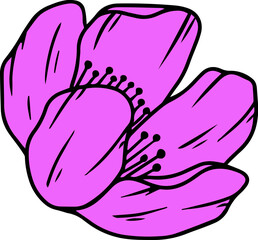 pink tulip flower vector