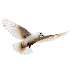 Obraz premium White Dove in Flight on Transparent
