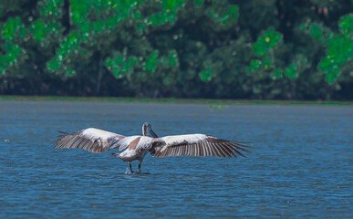 pelicans in flight over water