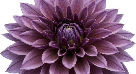 Obraz premium Detailed Botanical Close Up of a Purple Dahlia Pinnata Flower Isolated on White Background Showcasing Complex Petal Arrangements and Radial Symmetry