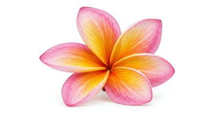Detailed Botanical Plumeria Rubra Flower Emphasizing Petals and Center Isolated on White Background Showcasing Vibrant Pink and Yellow Color Gradients