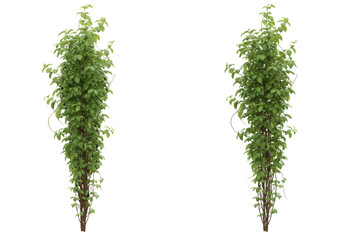 Two vertical climbing plants