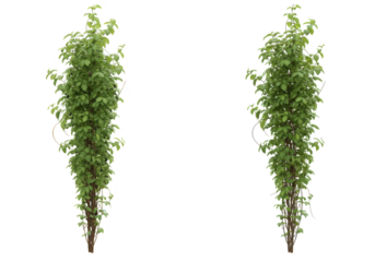 Two vertical climbing plants