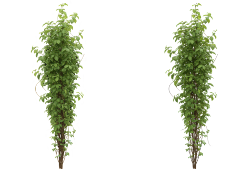 Two vertical climbing plants
