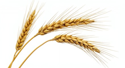 Fototapeta premium Detailed Botanical Real Shot of Golden Wheat Triticum Aestivum Highlighting Grain Heads and Stalks Isolated on White Background Perfect for Agriculture and Decoration