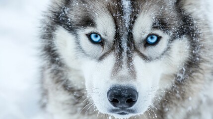 Naklejka premium Portrait of a sweet and gentle Alaskan Malamute, with piercing blue eyes and a thick coat, on a white background.