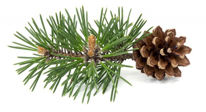 Detailed Botanical Real Shot of Pine Pinus Sylvestris Focusing on Needle Clusters and Cone Morphology Isolated on White Background Perfect for Botanical Studies and Nature Designs