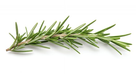 Fototapeta premium Detailed Botanical Real Shot of Rosemary Rosmarinus Officinalis Illustrating Needle-Like Leaves Isolated on White