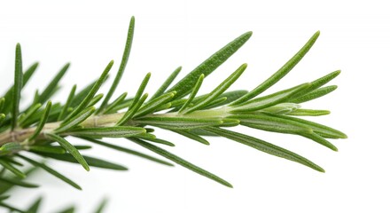 Fototapeta premium Detailed Botanical Real Shot of Rosemary Rosmarinus Officinalis Illustrating Needle Like Leaves Isolated on White Background a Vibrant Green Culinary Herb and Ingredient