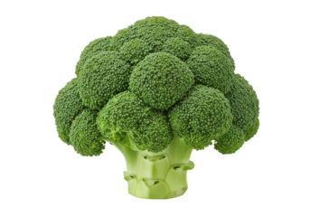 Fresh broccoli head