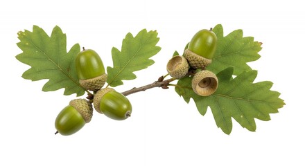 Detailed Botanical Shot of Oak Quercus Robur with Acorn Development and Green Leaf Lobes Isolated on White Background