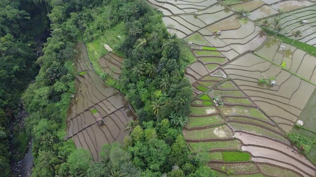 Baturraden rice fields, captured on April 22, 2025. Lush green terraces surrounded by tropical scenery, highlighting the natural beauty of Central Java