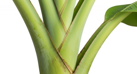 Obraz premium Detailed Green Banana Musa Acuminata Stem Structure and Leaf Arrangement Isolated on White Background Botanical Illustration