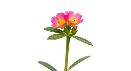 Detailed Real Shot of Pink Purslane Flower with Yellow Center and Green Leaves Isolated on White a Botanical Close Up for Decoration or Educational Use