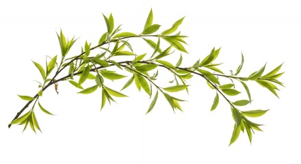 Naklejka premium Detailed Willow Salix babylonica Leafy Branches and Silhouettes Isolated on White Background in Botanical Shot with Soft Lighting Featuring Vibrant Green and Golden Hues