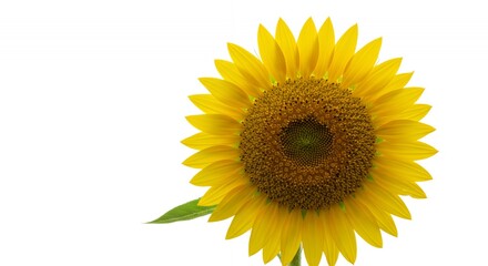 Obraz premium Isolated Sunflower Displaying Seed Head and Ray Flowers on White Backdrop Botanical Real Shot in 4K Ultra High Definition Perfect for Decoration and Summer Themes