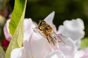 A macro photograph of a bee collecting nectar from a blooming white flower on a sunny day.