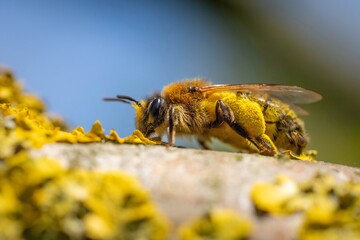 A close-up macro shot of a bee collecting pollen from a yellow flower on a sunny day.