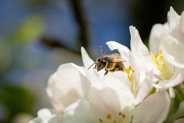 A macro photograph of a bee collecting nectar from a blooming white flower on a sunny day.